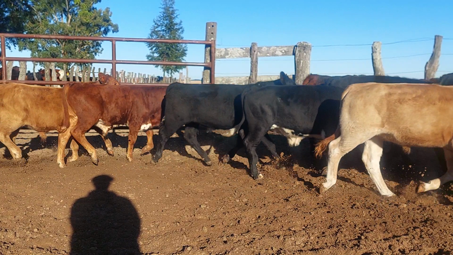 Lote 56 Terneros/as