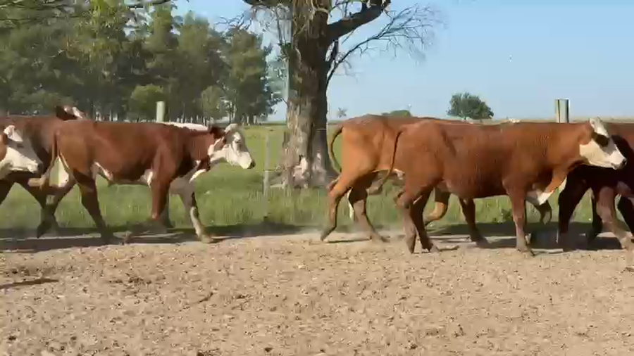 Lote 200 Novillos en Corrientes, Paso de Los Libres