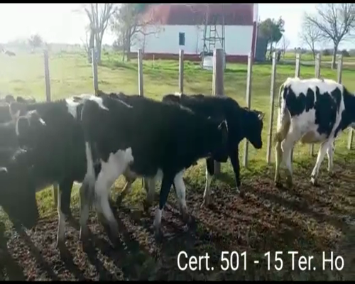 Lote (Vendido)15 Terneros HO a remate en Remate virtual de Coco Morales & Asoc. 162kg -  en  COLONIA LARRAÑAGA RUTA 12 KM 95