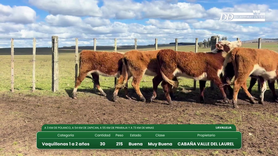 Lote (Vendido)30 Vaquillonas 1 a 2 años a remate en Vientres Kiyu  097 850 041 - 099 968 873 - 091 999 206 215kg - , Lavalleja