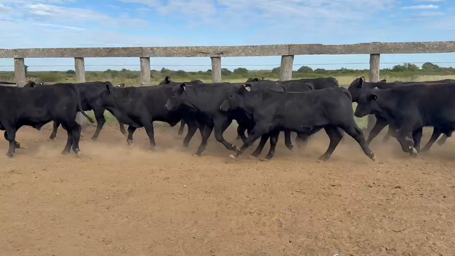 Lote 120 Terneros