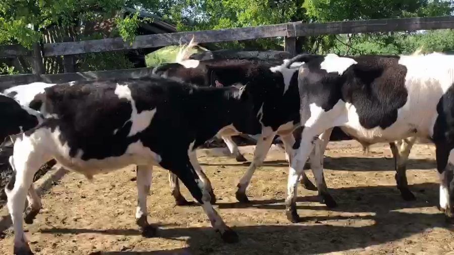 Lote (Vendido)7 Terneros Holando a remate en Pantalla Camy 130kg -  en Cerno