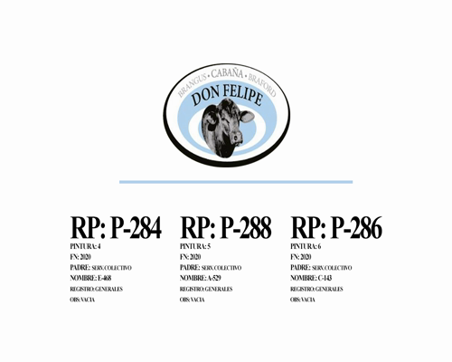 Lote Vaquillonas para servicio Cabaña Don Felipe