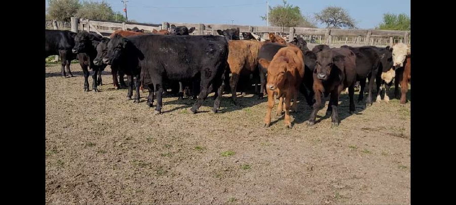 Lote 31 Novillitos y vaquillonas en Villaguay, Entre Ríos
