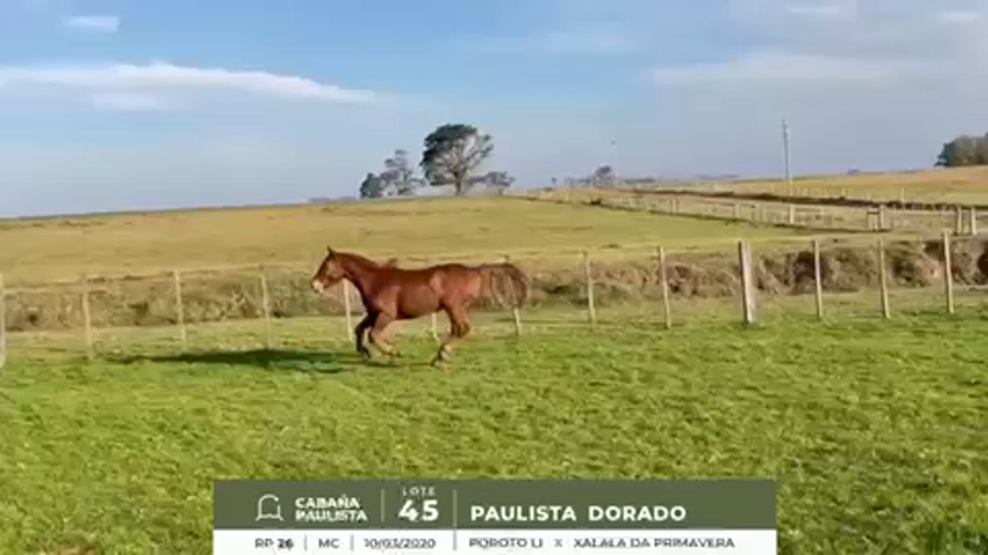 Lote PAULISTA DORADO