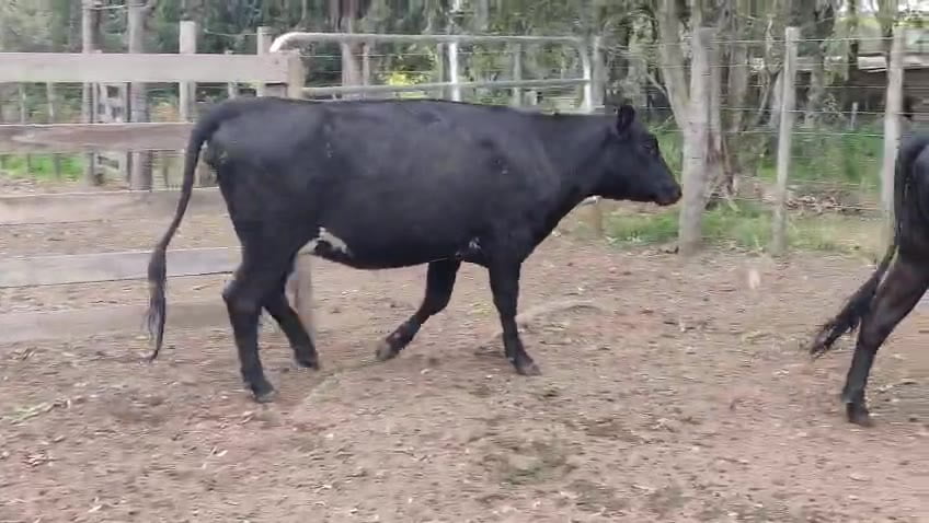 Lote 4 Vaquillonas  a remate en Pantalla Camy 500kg - , San José