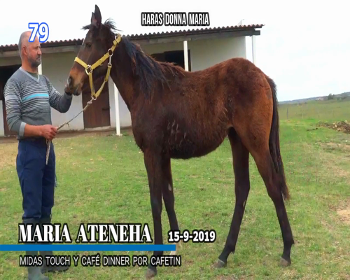 Lote MARIA ATENEHA