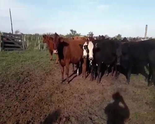 Lote 40 Novillos en Villaguay, Entre Ríos