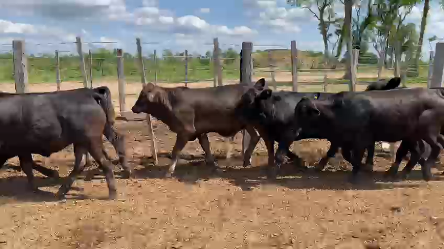 Lote 65 Novillos en Palo Santo, Formosa