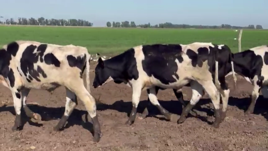 Lote 45 NOVILLITOS HOLANDO, EN AMEGHINO, BS. AS.