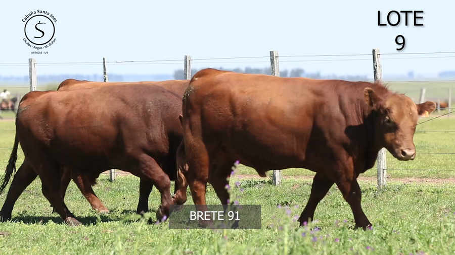 Lote 3 Toros a remate en 5° REMATE ANUAL SANTA INES, Artigas