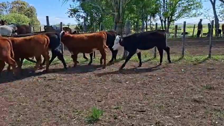 Lote TERNERAS