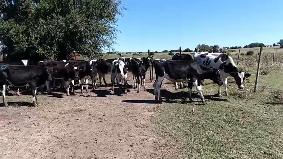 Lote 19 Terneros a remate en Pantalla Camy - Aniversario 31 Años, San José