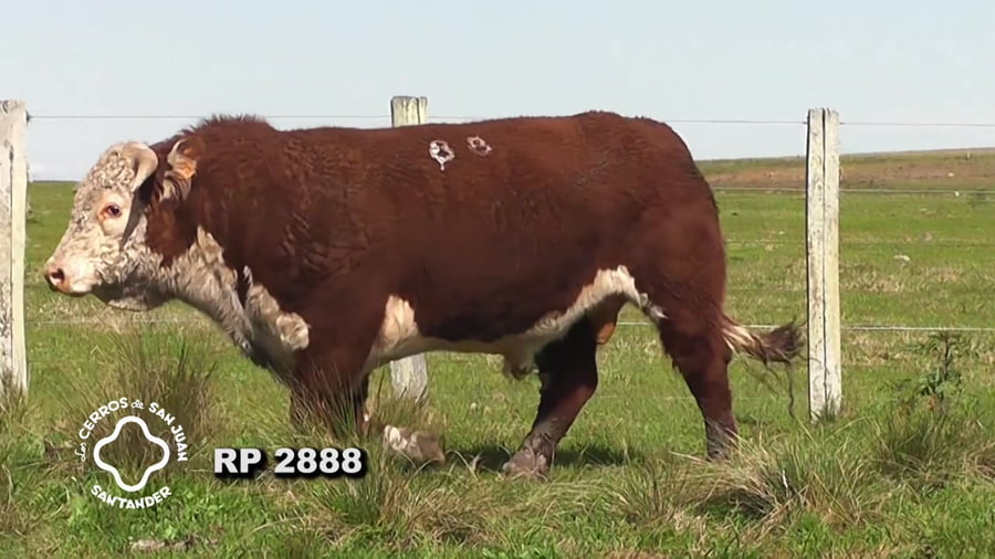 Lote Toro Hereford PO de 3 años