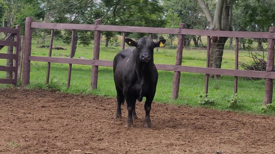 Lote Toros T. Brangus  Negro a remate en Remate de Reproductores, Asunción