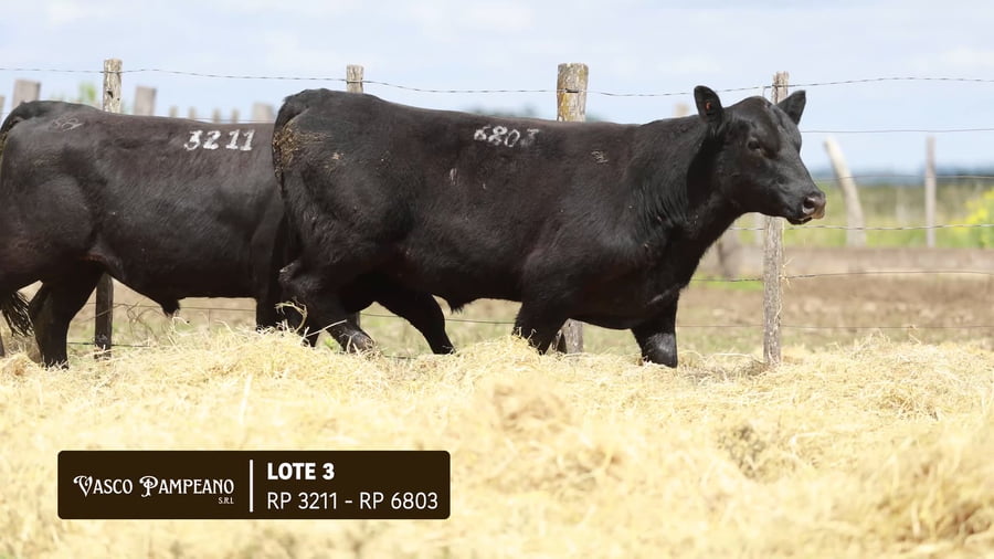 Lote TOROS PPI Y SA ABERDEEN ANGUS