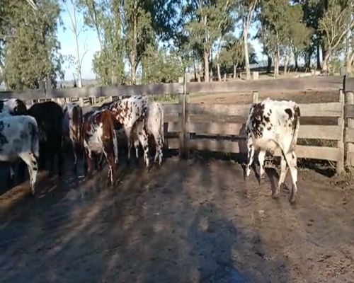 Lote 10 Terneros en Colonia
