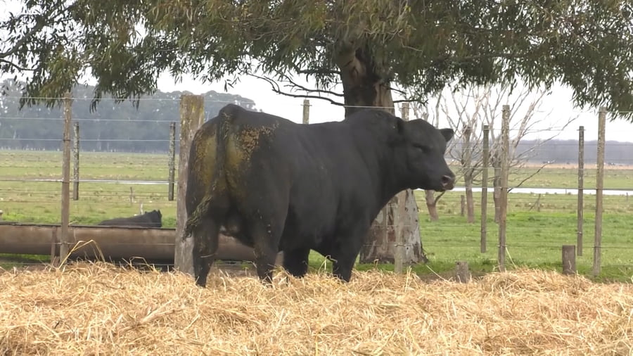 Lote TOROS PUROS POR CRUZA