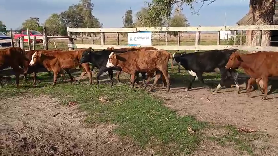 Lote 120 Terneras