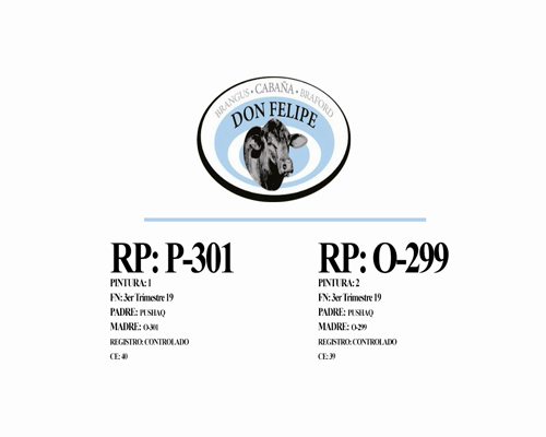 Lote Toros Cabaña Don Felipe