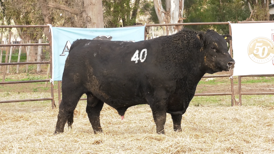 Lote TOROS ANGUS NEGROS  PC