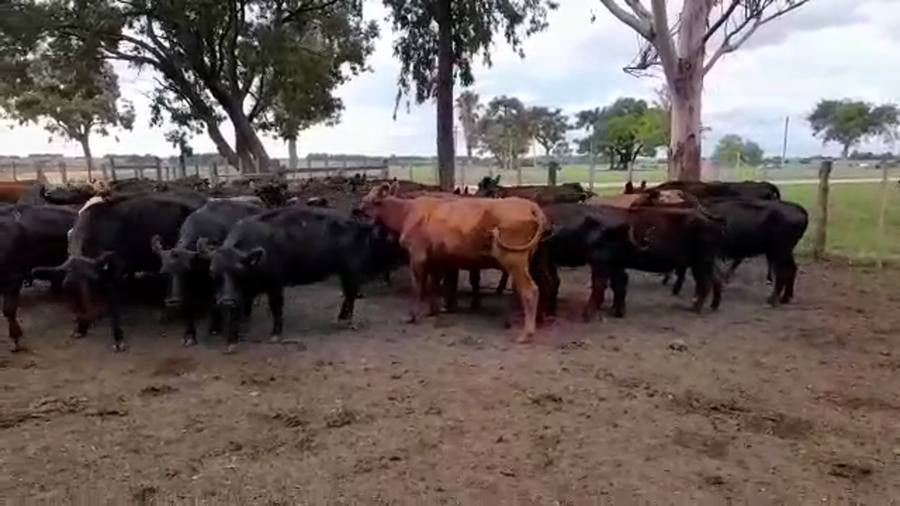 Lote VACAS DE INVERNADA