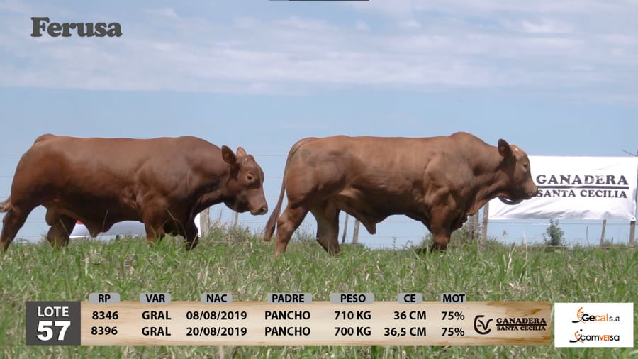 Lote Ganadera Santa Cecilia - Lote 57