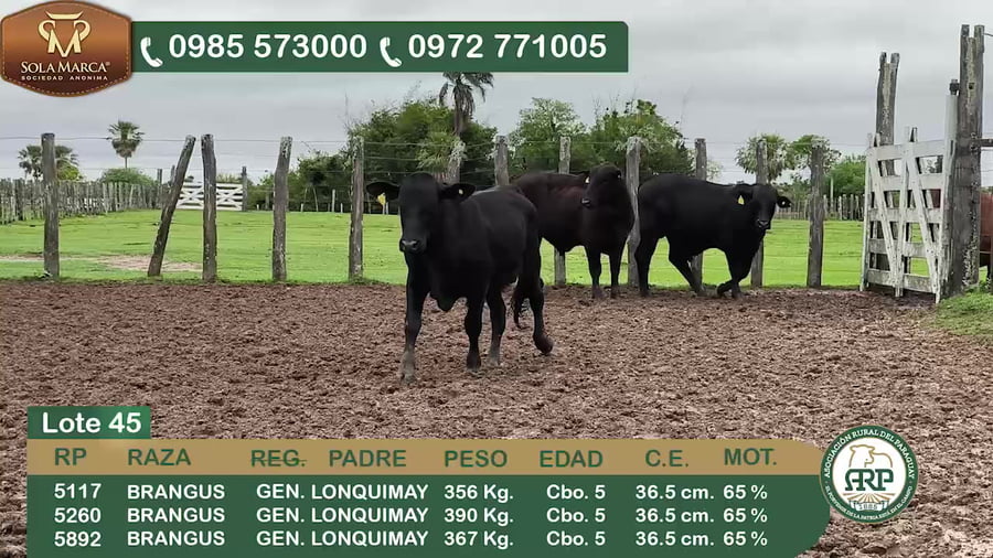 Lote 3 Toros BRANGUS a remate en 34º Feria especial de reproductores e invernada, Ñeembucú