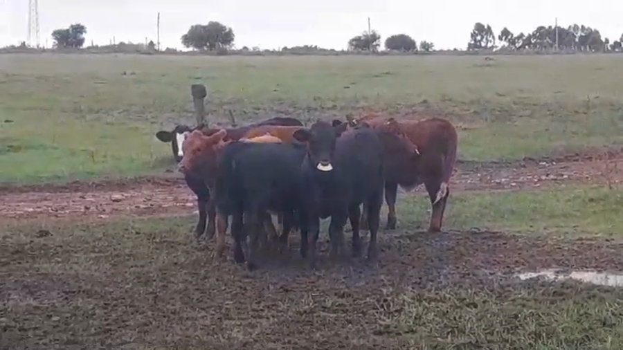 Lote 6 Terneras BRANGUS/ ANGUS a remate en #44 Pantalla Carmelo 220kg -  en DOLORES
