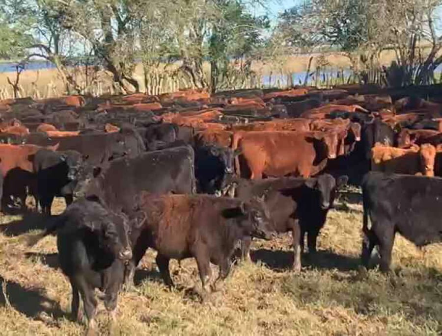 Lote 65 Terneros de 210/215 Kgs en Chascomús, Buenos Aires