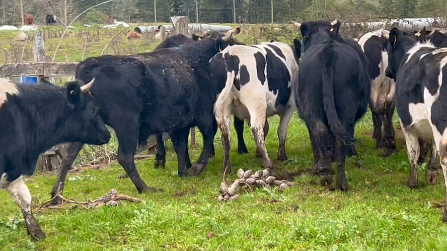 Lote 19 Novillo Engorda en Frutillar, X Región Los Lagos