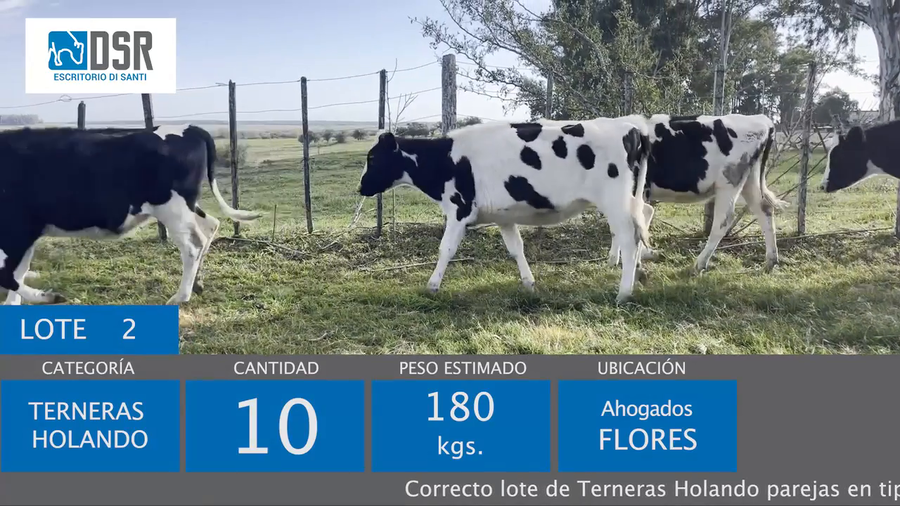 Lote 10 Terneras a remate en 400 Holando, Jersey y Kiwi 180kg - , Flores
