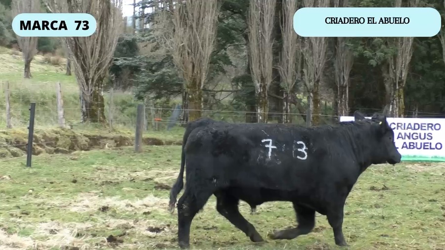 Lote 1 Toro en Coyhaique, XI Región Aysén