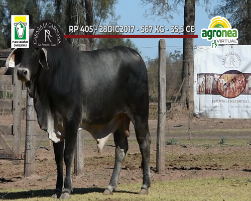 Lote TOROS BRAHAMAN"LA CAROLINA"