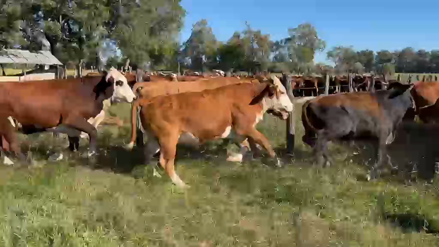 Lote 37 Novillos