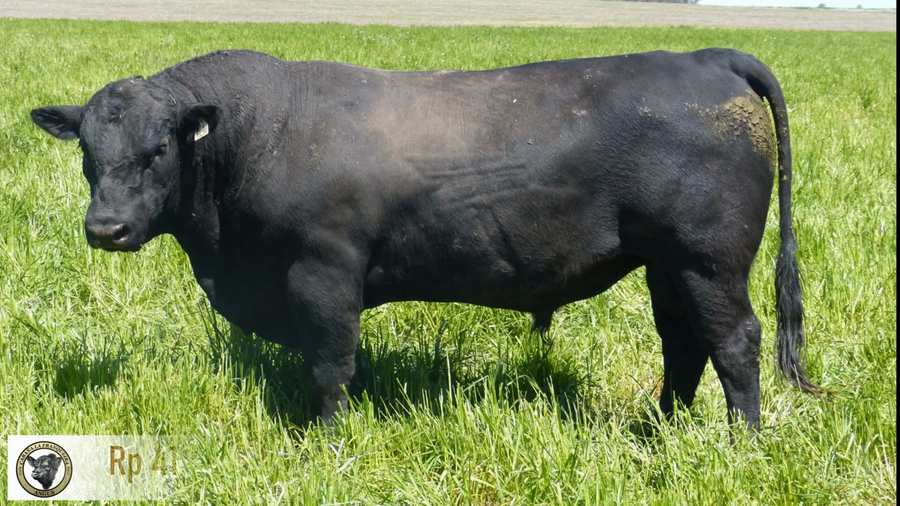 Lote Toros AA a remate en La Franqueira Angus, Florida