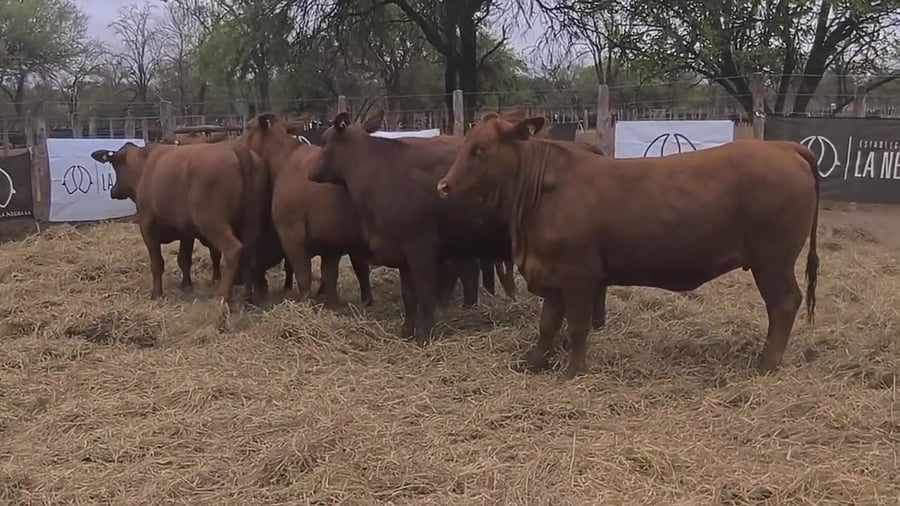 Lote Vaquillona preñada
