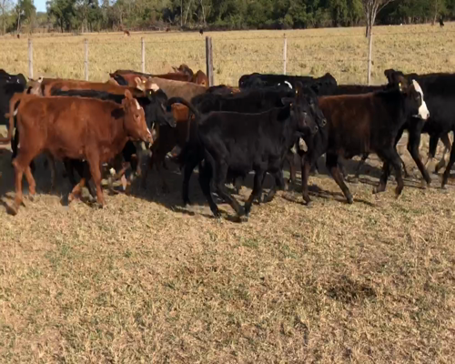 Lote 80 Terneros/as en Gran Guardia, Formosa