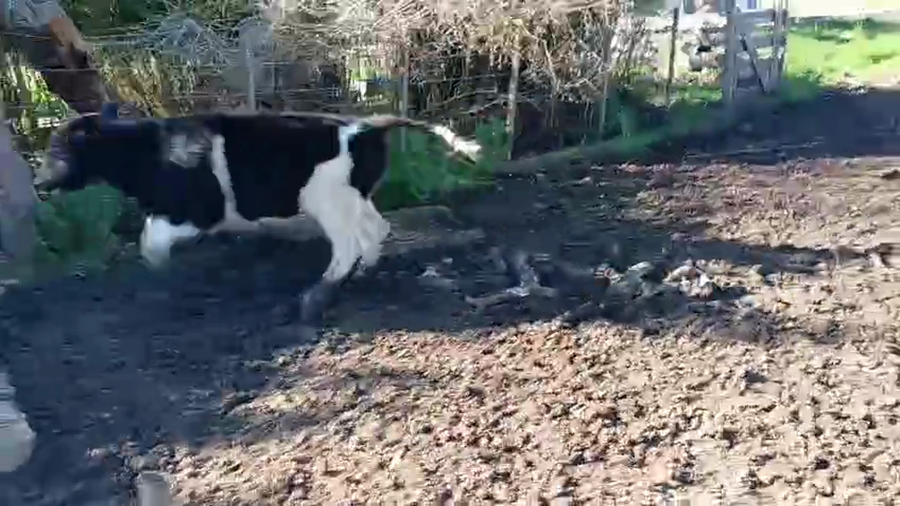 Lote 8 Terneros a remate en Pantalla Aniversario - Escritorio Camy, San José