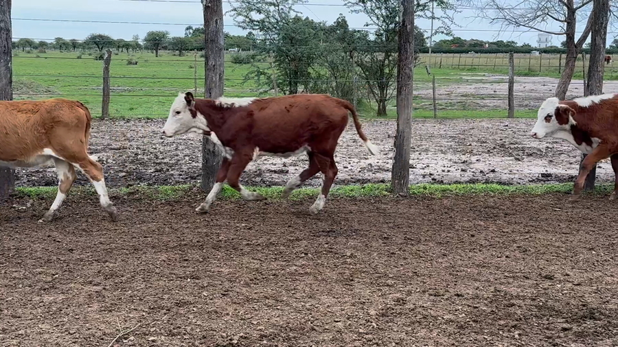 Lote 135 Terneros/as