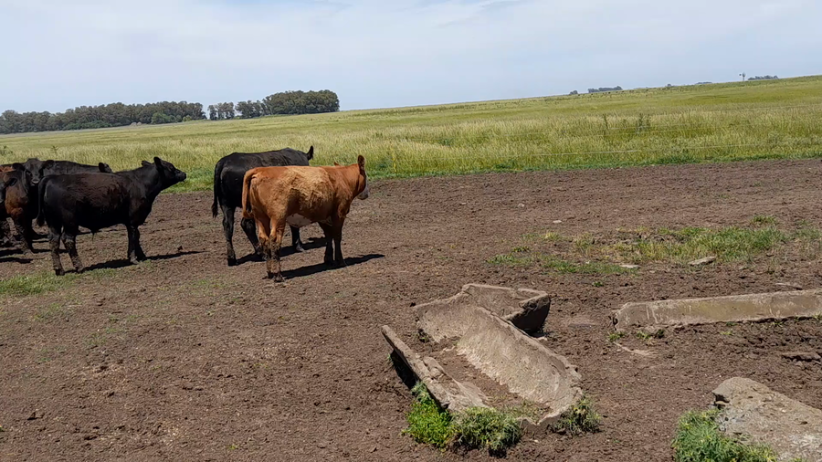 Lote 33 Terneros/as en Benito Juarez