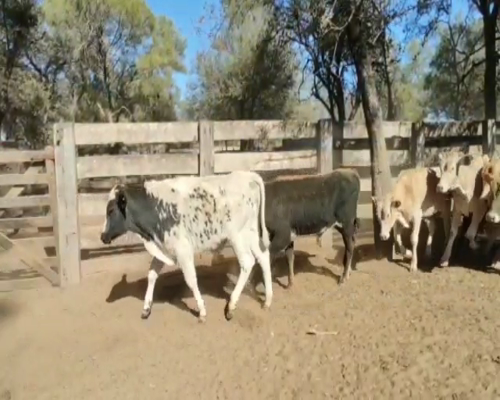 Lote 75 Terneros/as en Monte Quemado, Santiago del Estero
