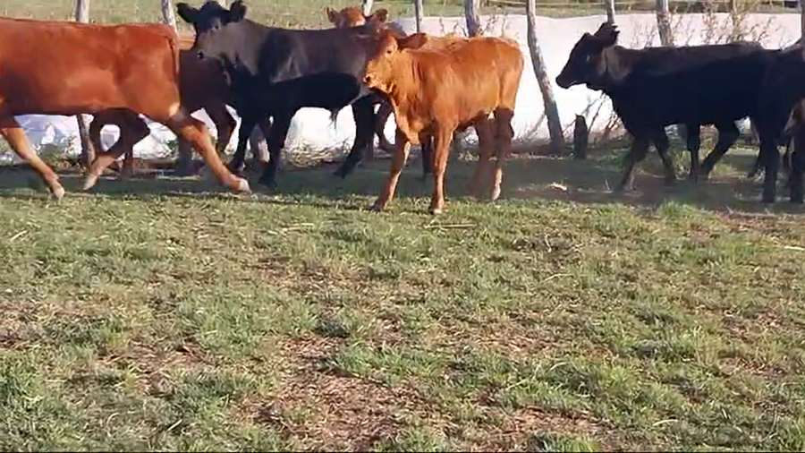 Lote 70 Terneros/as en Santa Elena, Entre Ríos