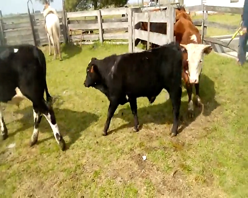 Lote 10 Terneros y Terneras en Soriano