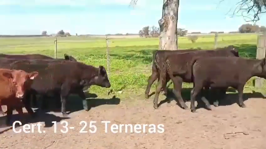 Lote TERNERAS