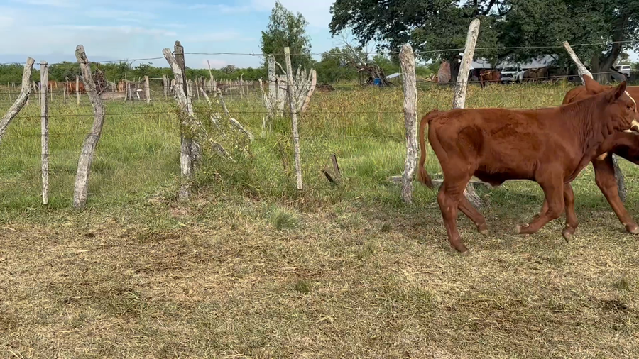 Lote 120 Terneros/as en Corrientes, Paso de Los Libres