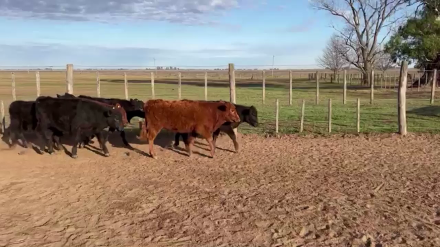 Lote 60 TERNS MACHOS, LINCOLN, PCIA. DE BS. AS.