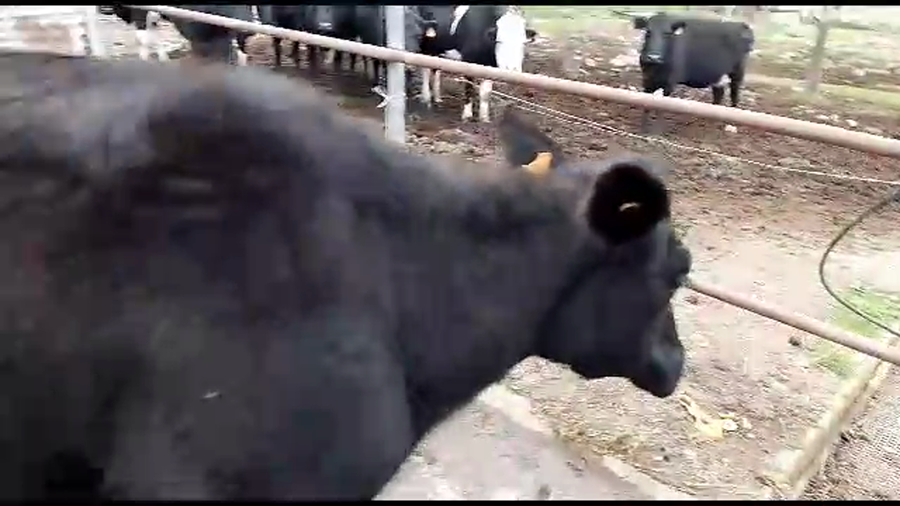 Lote vacas hol. 3