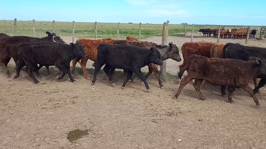 Lote 64 Terneras