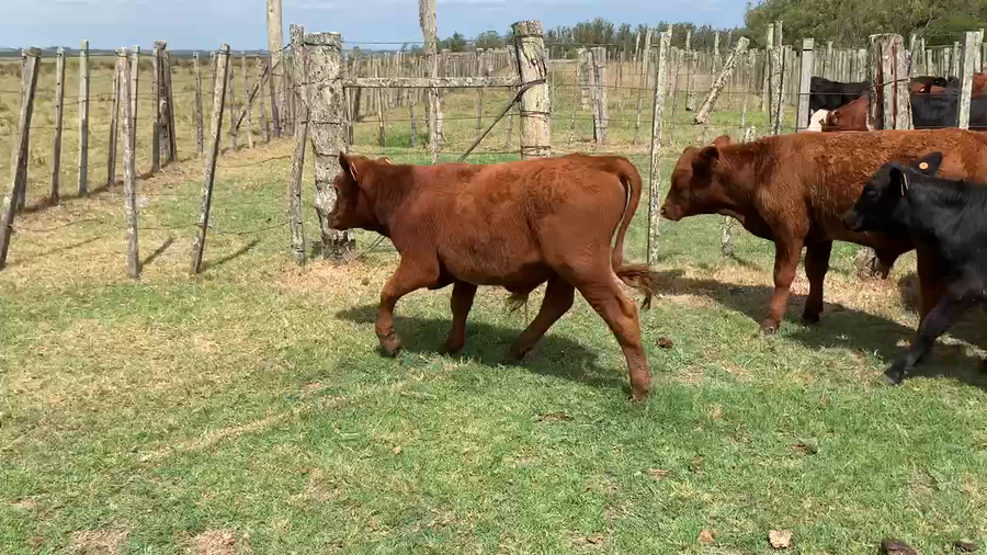 Lote 14 Terneros en Tupambaé, Cerro Largo